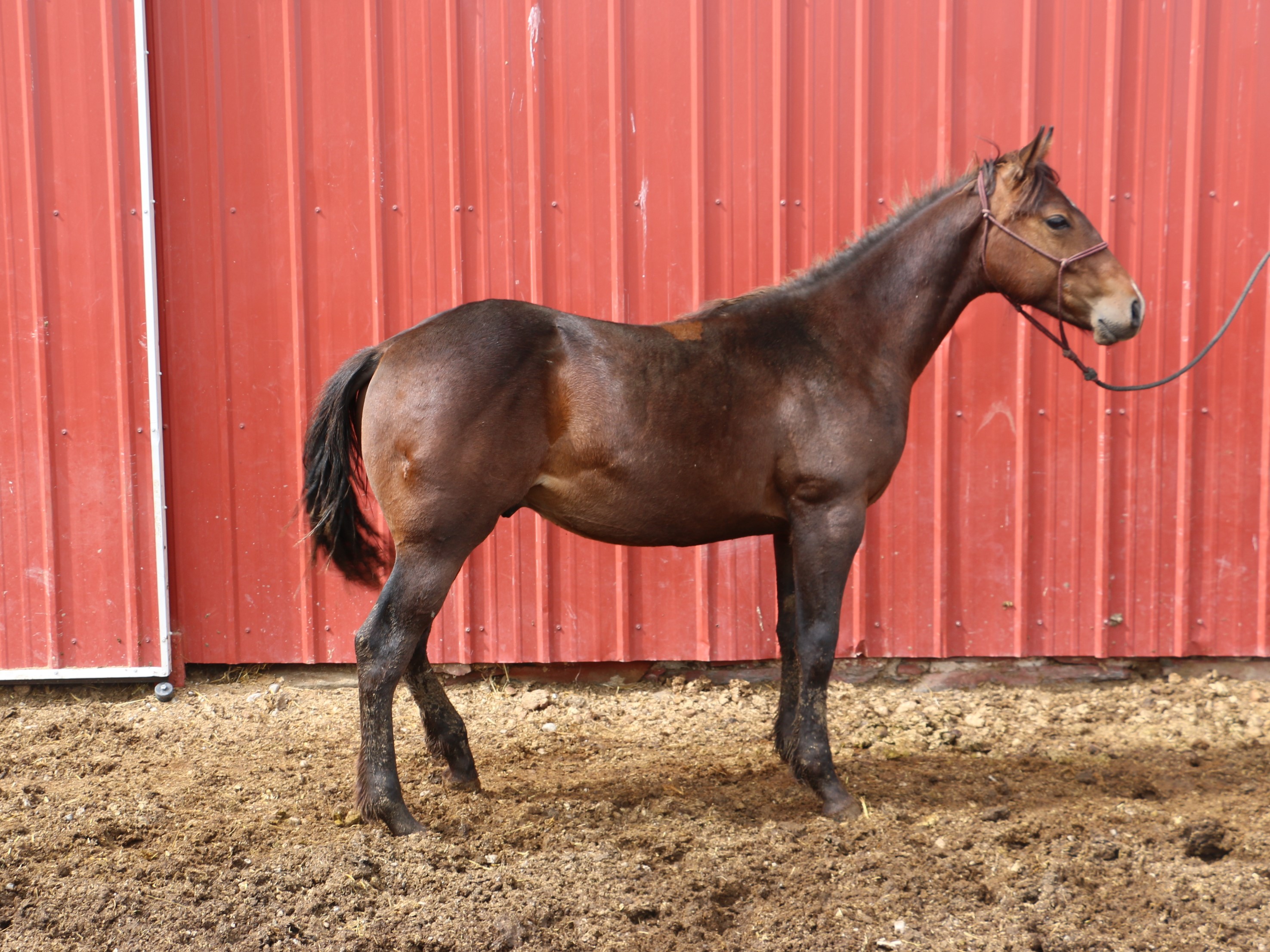 DD Tug Hancock DeBruycker Quarter Horses