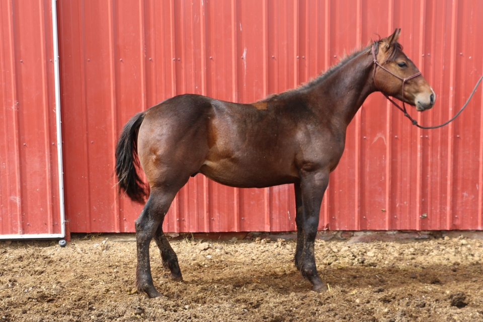 DD Tug Hancock DeBruycker Quarter Horses