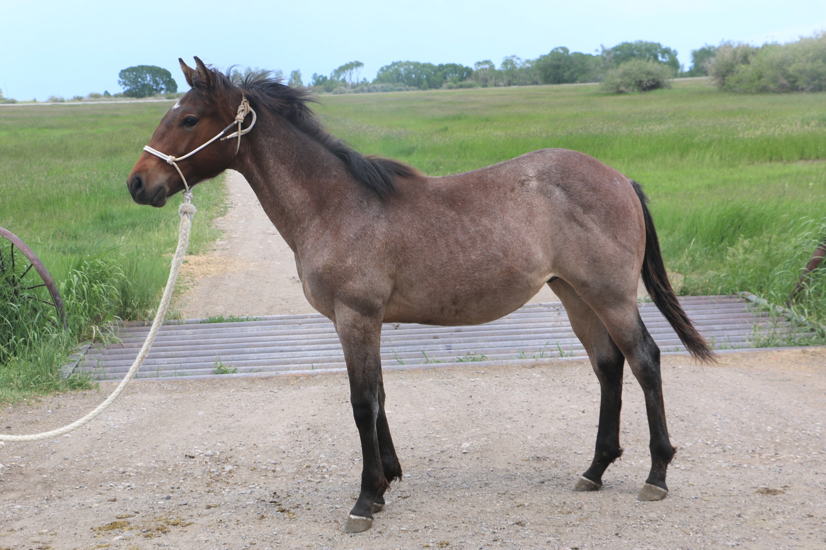 NLD Critter Hancock DeBruycker Quarter Horses