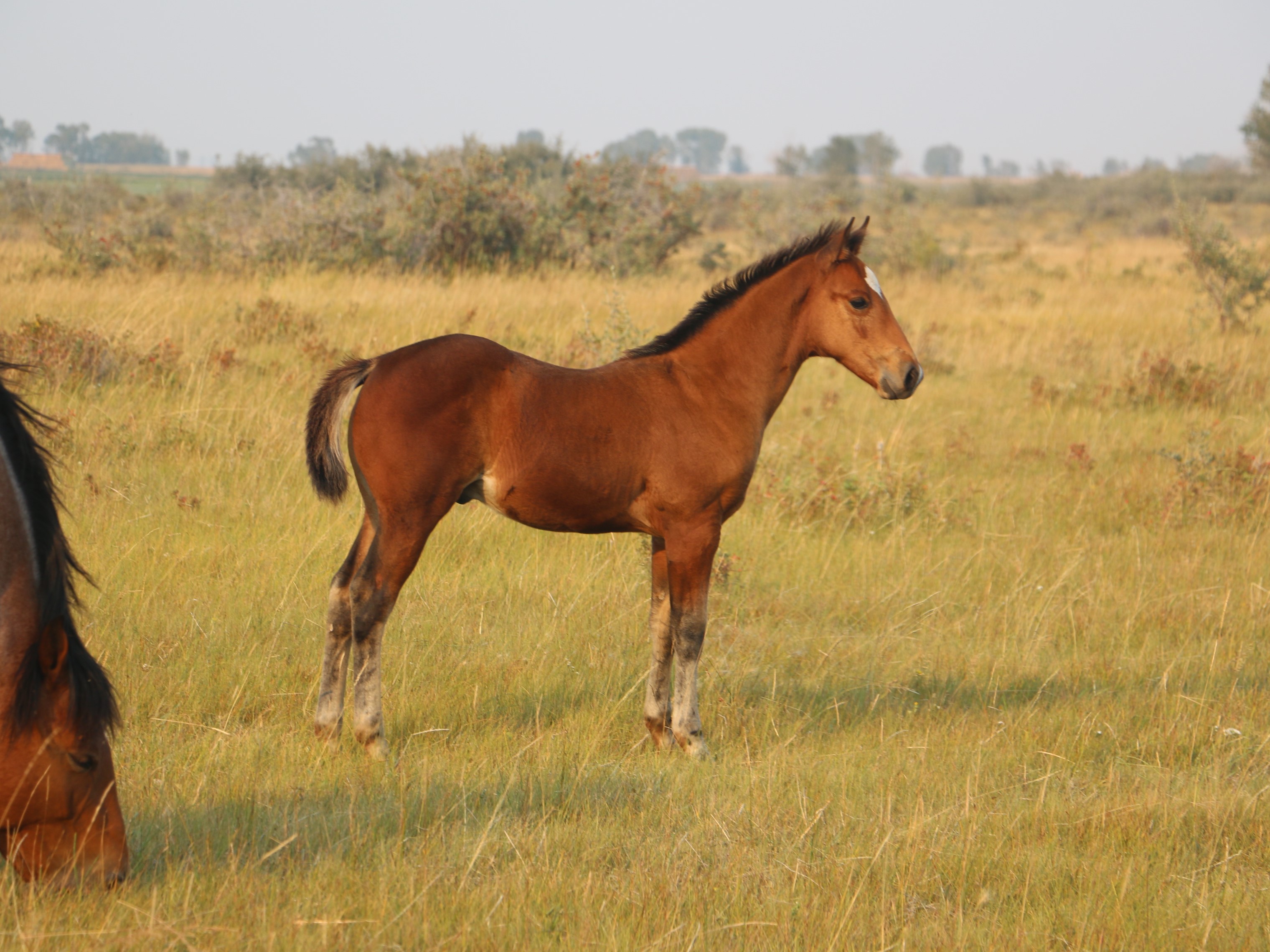 NLD Lonsum Newly DeBruycker Quarter Horses