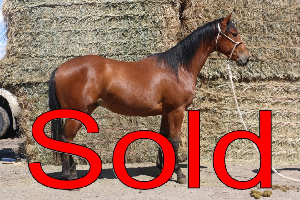 NLD Lonsum Newly DeBruycker Quarter Horses NLD Lonsum Newly DeBruycker Quarter Horses