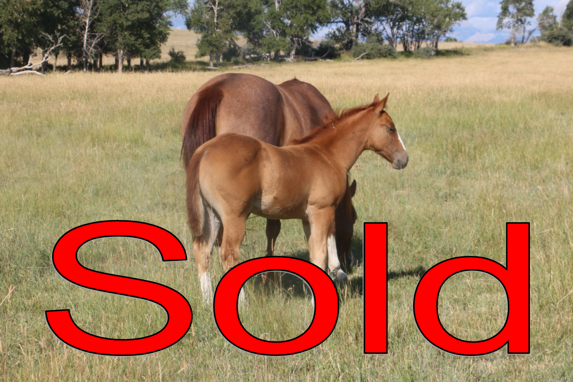 NLD Lonsum Finley DeBruycker Quarter Horses