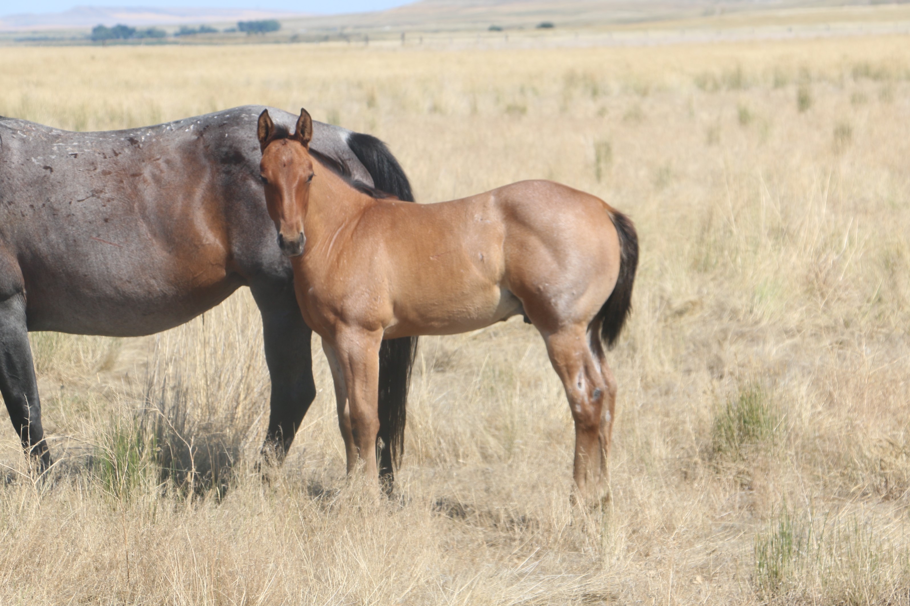 NLD Oscar Hancock DeBruycker Quarter Horses