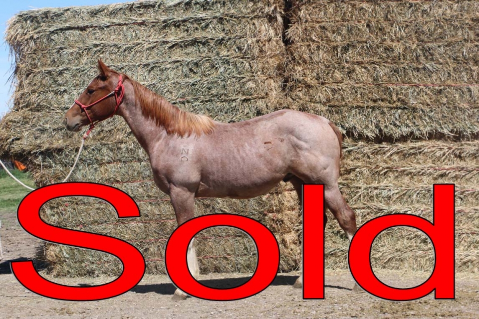 NLD Clydes Bar DeBruycker Quarter Horses