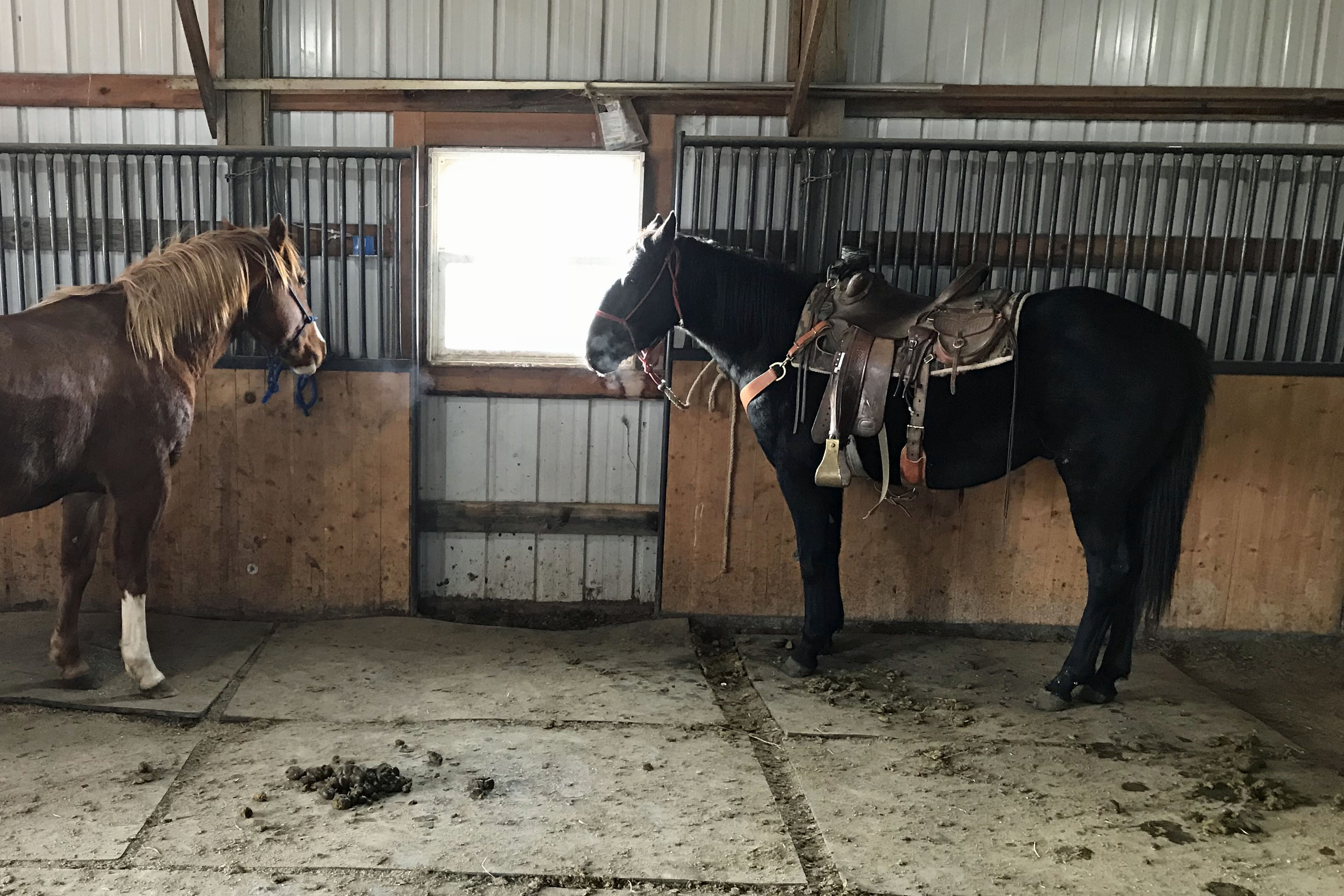 NLD Dally Hancock DeBruycker Quarter Horses