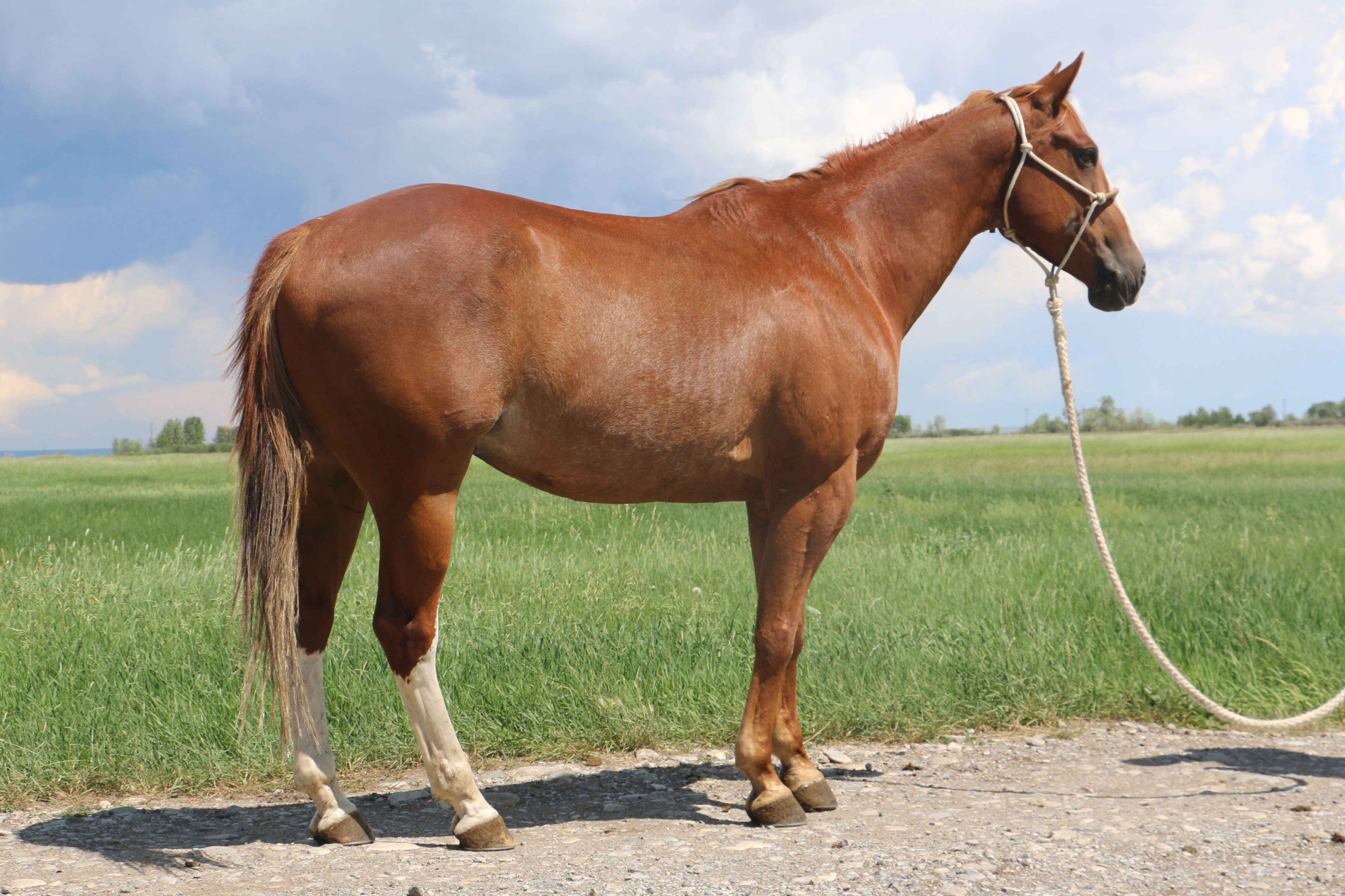 Okie DeBruycker Quarter Horses