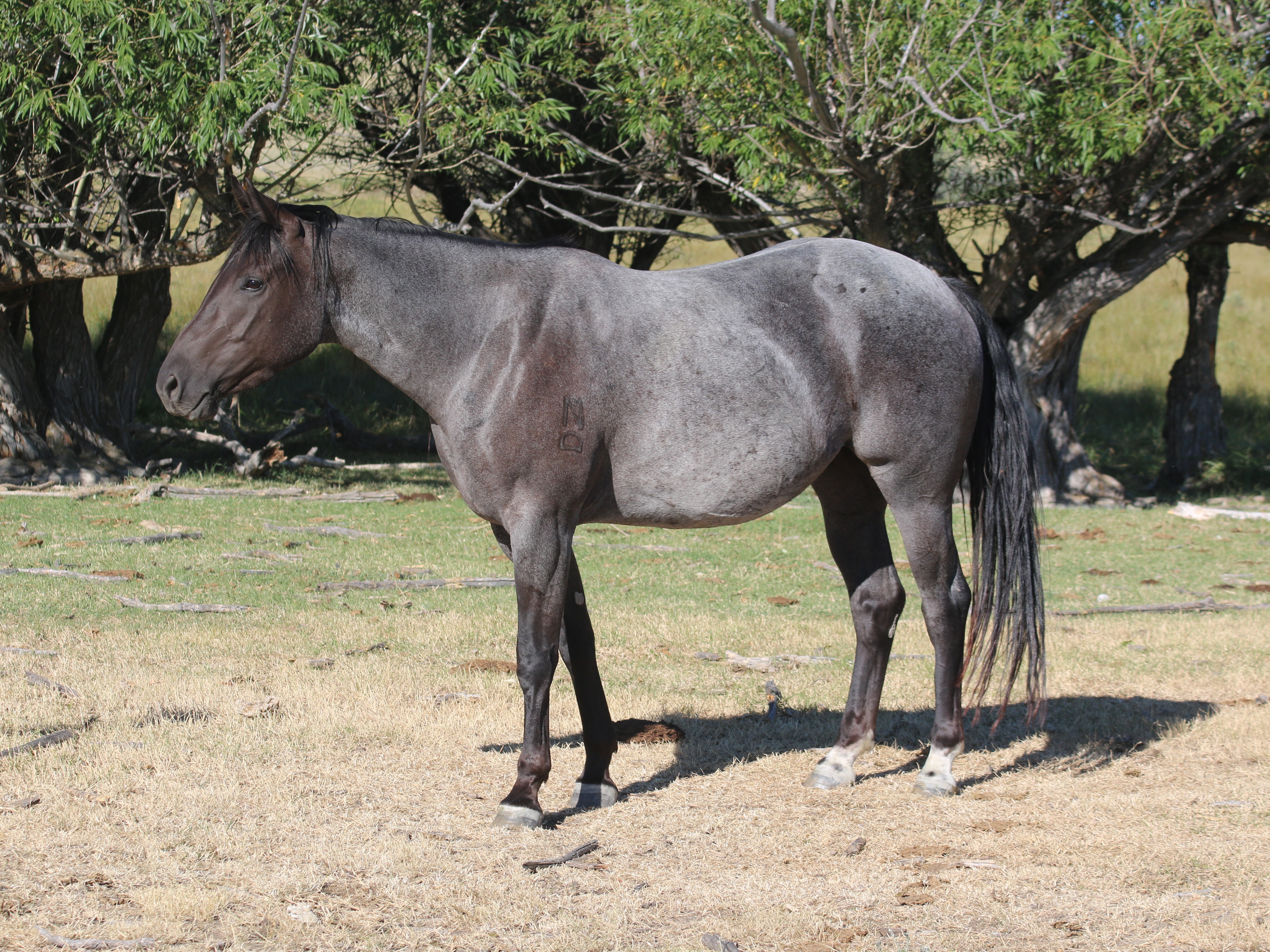 NLD Steely Blue DeBruycker Quarter Horses