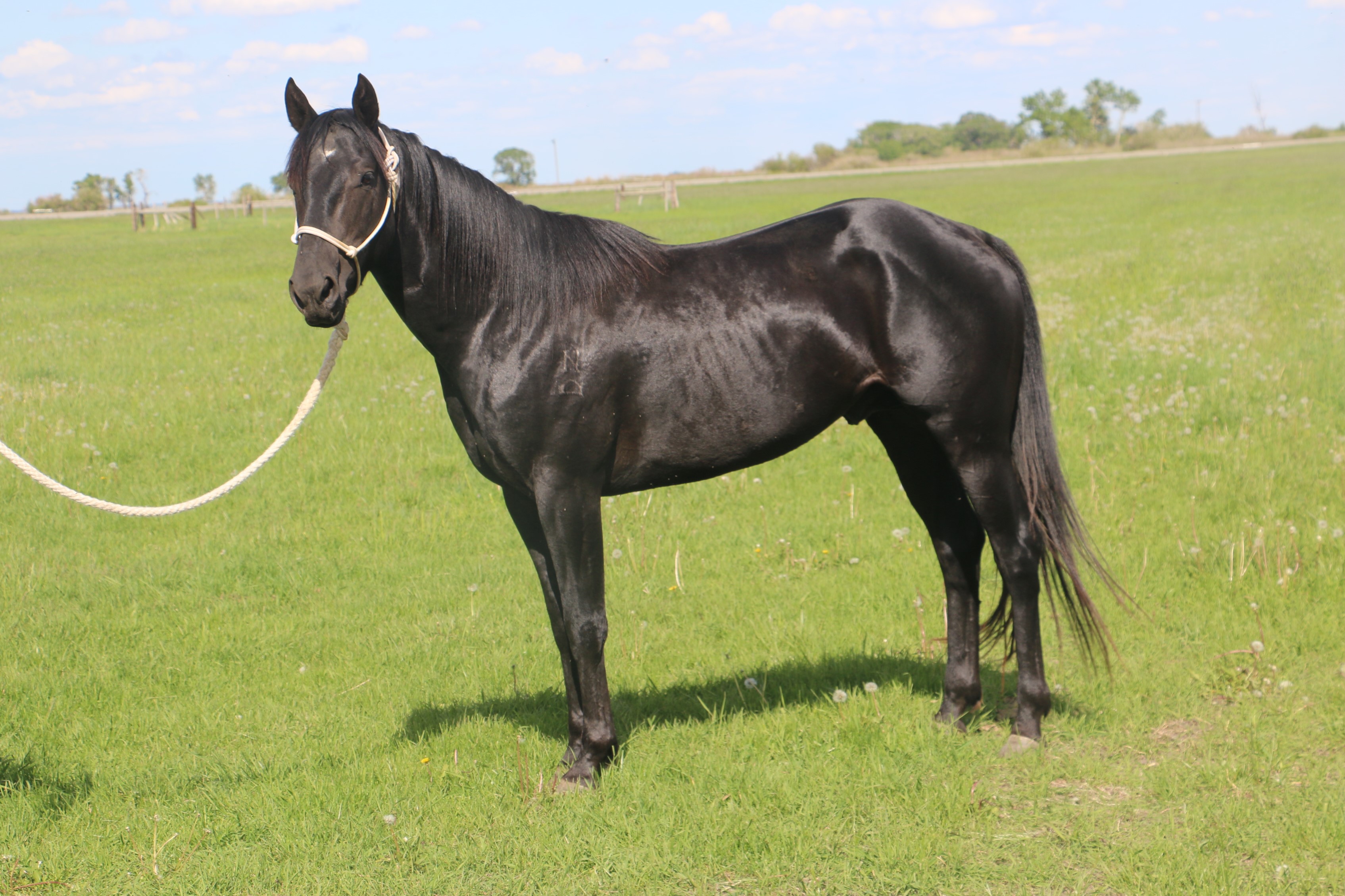 NLD Dally Hancock DeBruycker Quarter Horses